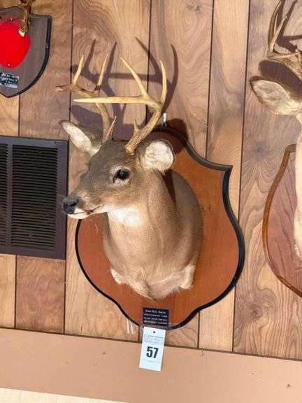 Taxidermy Shoulder Mount White Tailed Deer image
