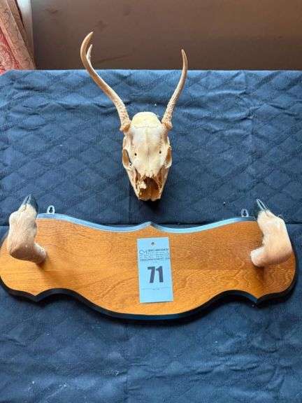 .Taxidermy White Tailed Deer image