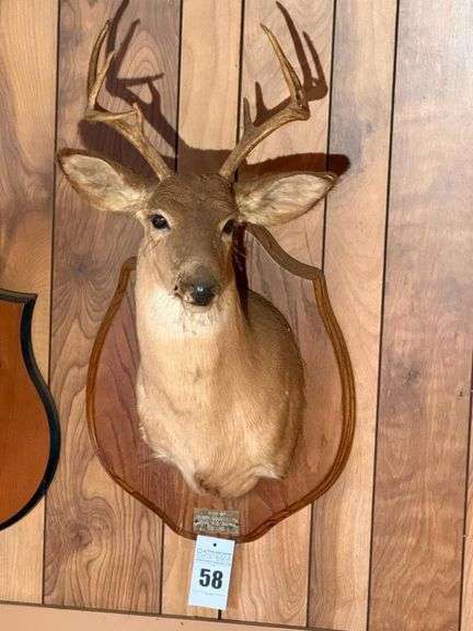 Taxidermy Shoulder Mount White Tailed Buck image