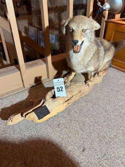 Taxidermy Full Body Mount Coyote image