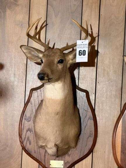 Taxidermy Shoulder Mount White Tailed Buck image