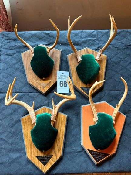 Taxidermy Deer Antler Mounts image