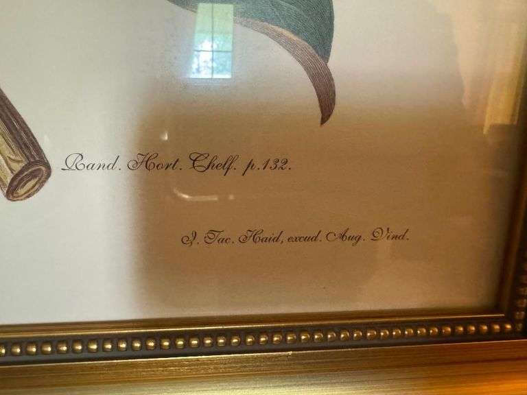 Framed Magnolia Flower Botanical Print