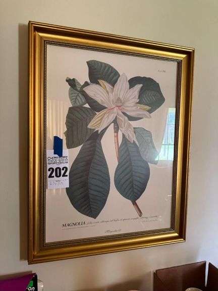 Magnolia Foliis Ovato Oblongis Botanical Print in Gold Frame