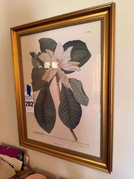 Magnolia Foliis Ovato Oblongis Botanical Print in Gold Frame