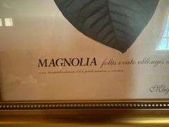 Magnolia Foliis Ovato Oblongis Botanical Print in Gold Frame