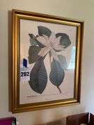 Magnolia Foliis Ovato Oblongis Botanical Print in Gold Frame