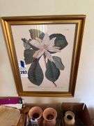 Magnolia Foliis Ovato Oblongis Botanical Print in Gold Frame