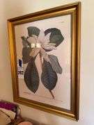Magnolia Foliis Ovato Oblongis Botanical Print in Gold Frame