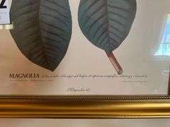 Magnolia Foliis Ovato Oblongis Botanical Print in Gold Frame