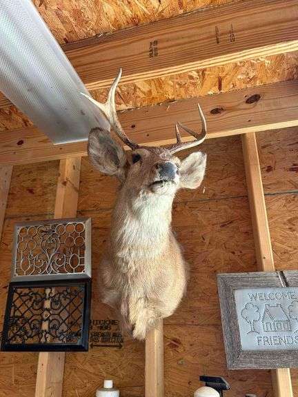 Deer Head