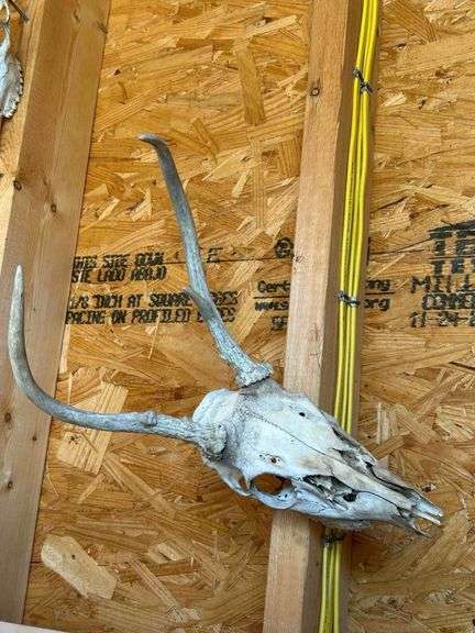 Deer Scull