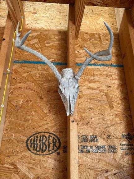 Deer Scull and Antlers