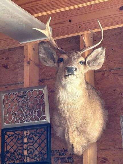 Deer Head