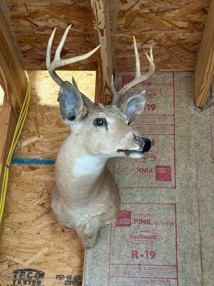 Deer Head- Crack by Nose
