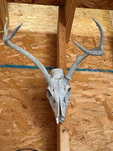 Deer Scull and Antlers