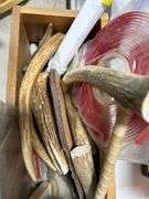 Box with Antlers, Pipe etc