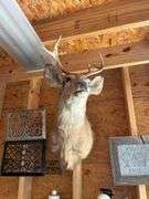 Deer Head
