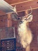 Deer Head