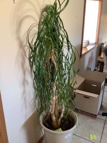 Pony Tail Palm Plant Planter 21" Tall With Plant 53" Tall image