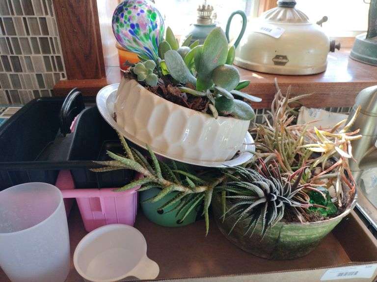 Succulent plants in pots; plastic storage totes image