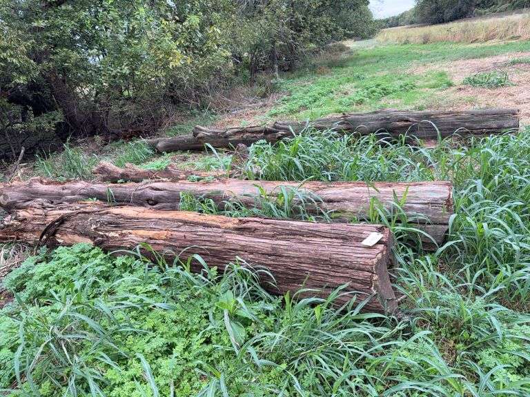 Large Wood Poles for Milling- possibly Red Cedar? image