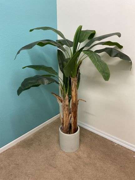 5 foot large plant and ceramic pot image