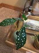 Assorted Decoratives: Eagle Lamp, Framed Print, and Artificial Plants