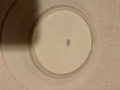 Collectible Decorative Plate Collection - Ducks Unlimited & More