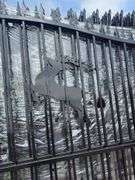 Future - FT-14Ft Bi-Parting Wrought Iron Gate