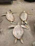 Set of Three Metal Sea Turtle Wall Decorations