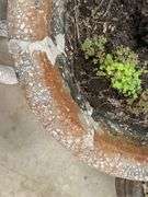 Concrete Garden Planter with Cherub Base