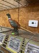 Decorative Ceramic Pheasant Figurine