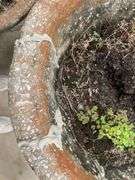 Concrete Garden Planter with Cherub Base