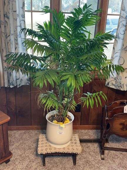 Potted Parlor Palm on Wooden Stand image