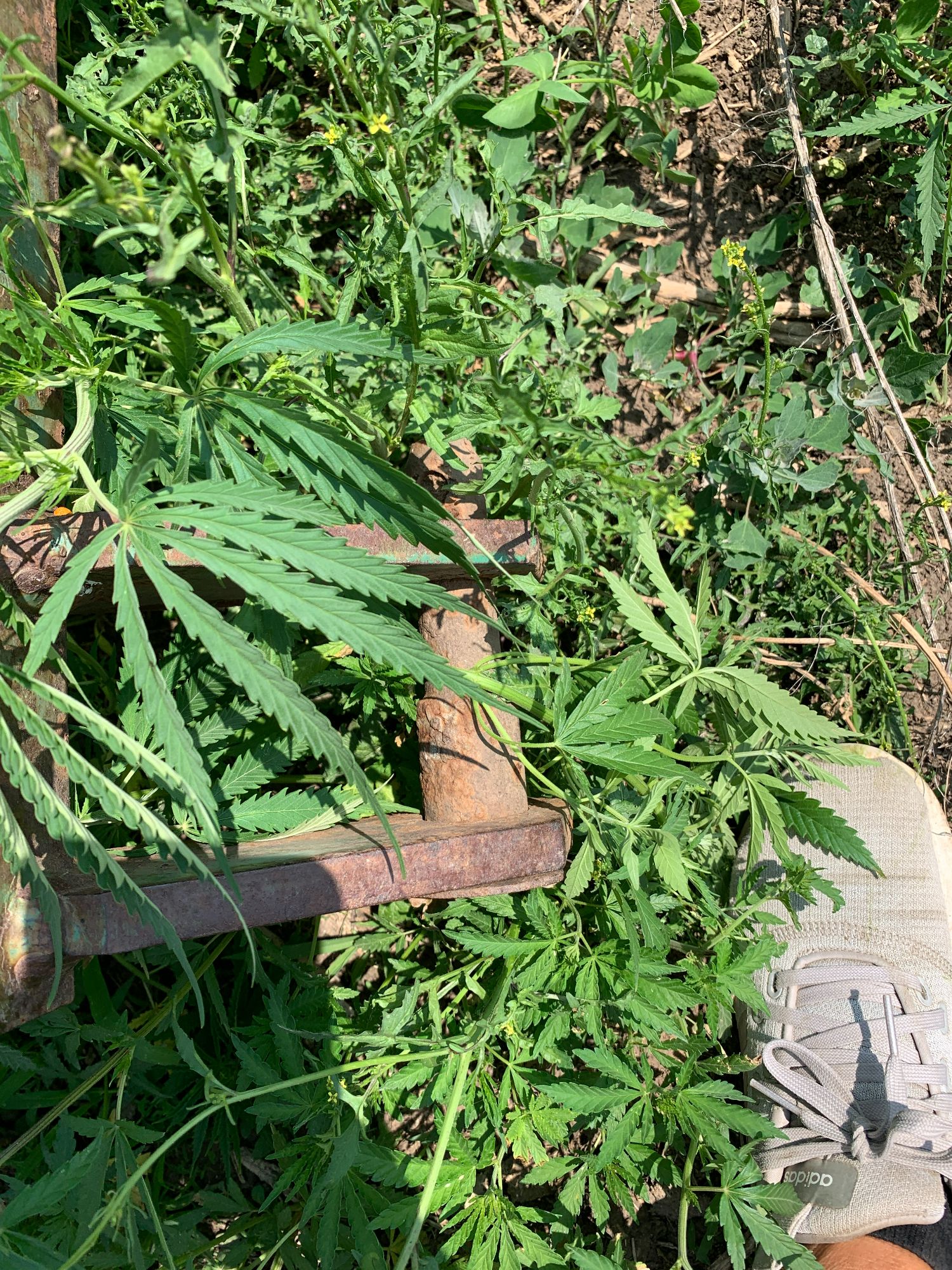 Lot image 10