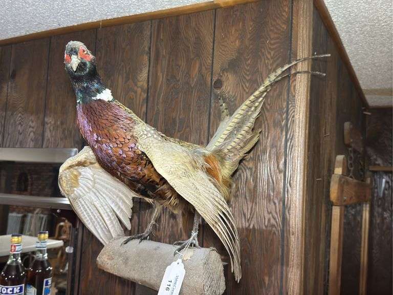 Mounted Ring-Necked Pheasant Taxidermy image
