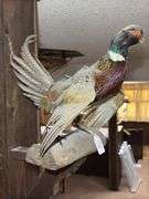 Mounted Ring-Necked Pheasant Taxidermy