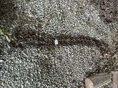 Heavy Duty Tow Chain, Approx 20ft