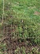 Lot of Cattle Panels