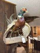 Mounted Ring-Necked Pheasant Taxidermy