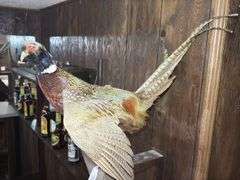 Mounted Ring-Necked Pheasant Taxidermy
