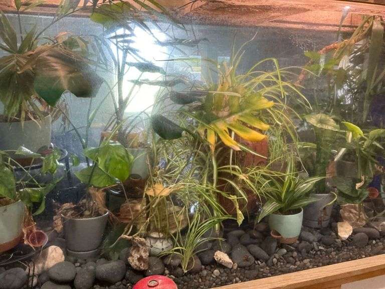Tropical Plant Collection, aquarium not included. image