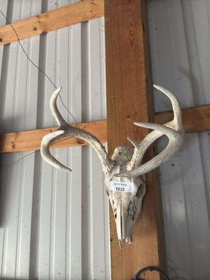 Deer Antler Skull Mount image