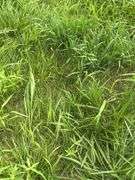 1989 Bett Stock trailer, 16ft