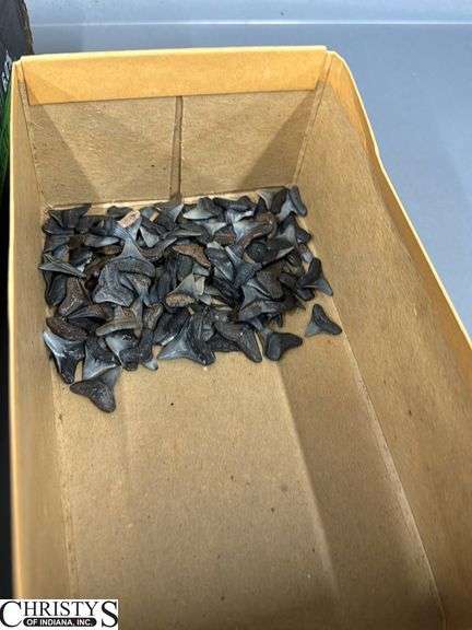 Costume Jewelry Pins, Bracelet, Shark Teeth,