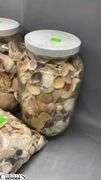 Seashells and Glass Jars, Tallest Jar 10.5"