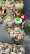 Seashells and Glass Jars, Tallest Jar 11"