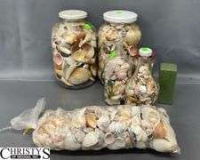 Seashells and Glass Jars, Tallest Jar 11"