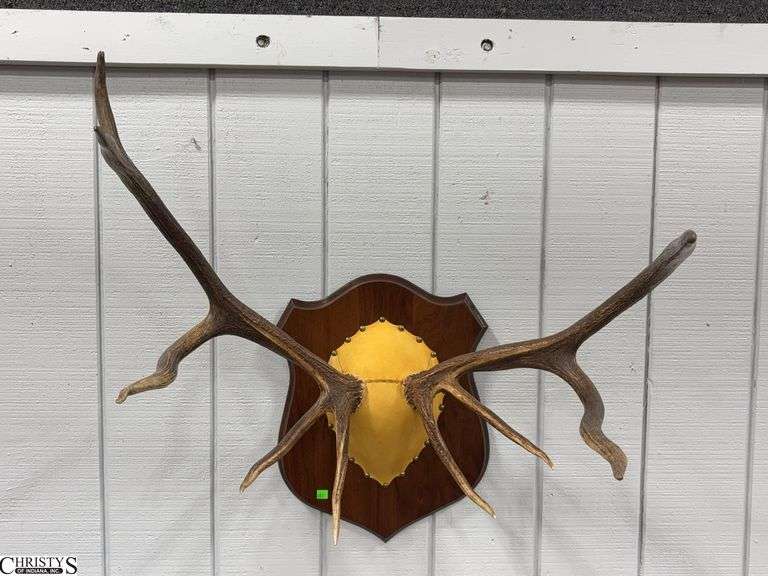 Taxidermy Antler Mount - 32" x 25" x 32" x image